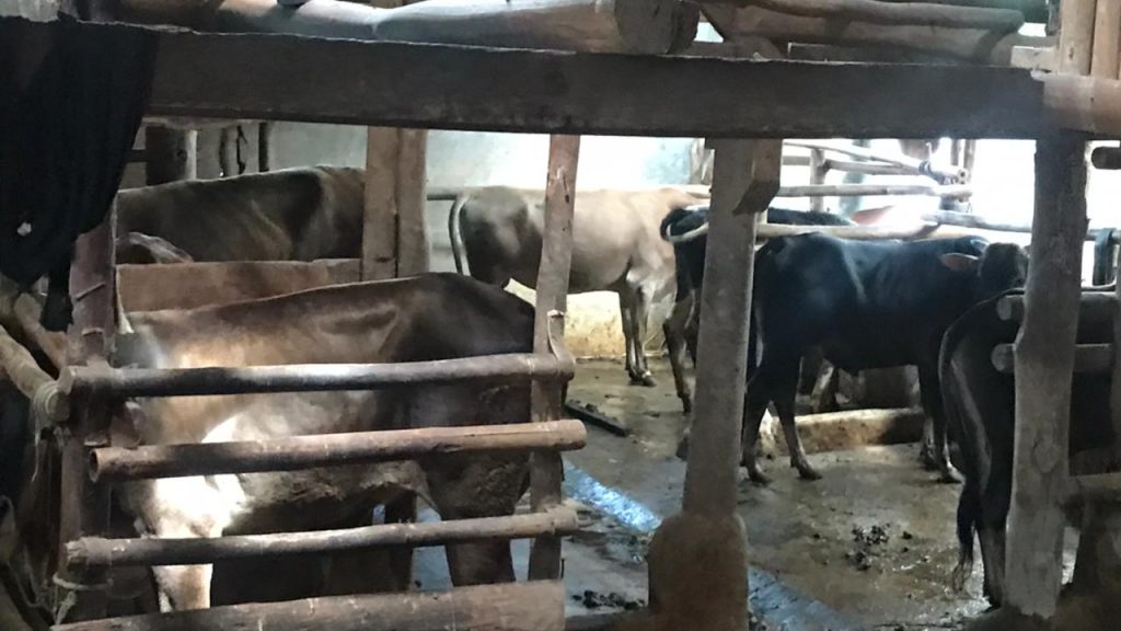Setelah Kandang  Zul, Begini Kondisi “Sapi Pokir” Binaan Deis